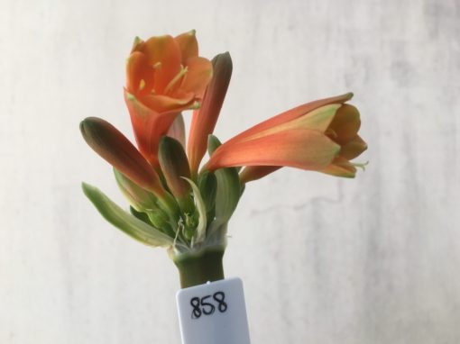 SH858 Clivia Interspecific with dark burnt orange sepals, orange throat and sepals ending with dark burnt green tips
