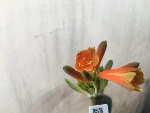 SH858 Clivia Interspecific with dark burnt orange sepals, orange throat and sepals ending with dark burnt green tips - Image 2