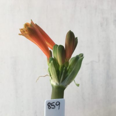 SH859 Clivia Interspecific with burnt orange sepals, green tips and dark orange throat