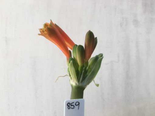 SH859 Clivia Interspecific with burnt orange sepals, green tips and dark orange throat