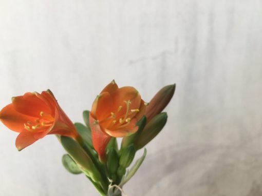 SH859 Clivia Interspecific with burnt orange sepals, green tips and dark orange throat - Image 2