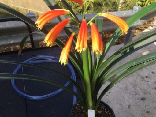 SH393 Orange interspecific with yellow tips and slight green tinge - Image 2