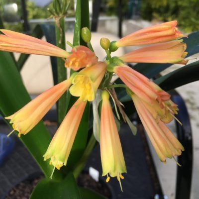 SH845 Interspecific Clivia with small light pink/peach flowers and green tips
