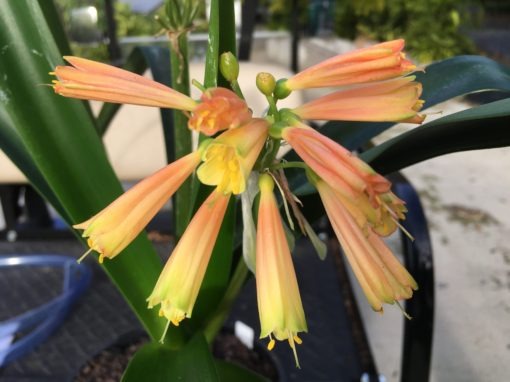 SH845 Interspecific Clivia with small light pink/peach flowers and green tips
