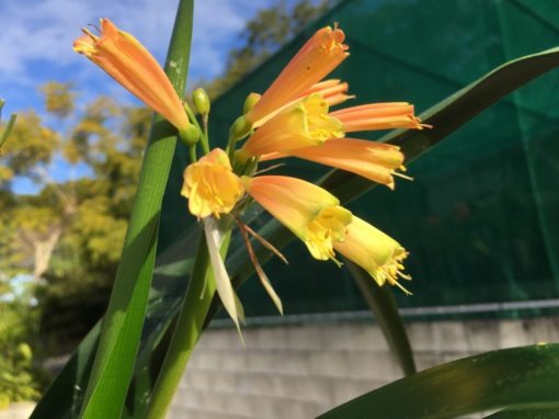 SH845 Interspecific Clivia with small light pink/peach flowers and green tips - Image 2