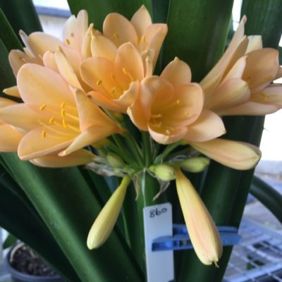 SH860 Clivia miniata with mid peach tones to sepals and throat