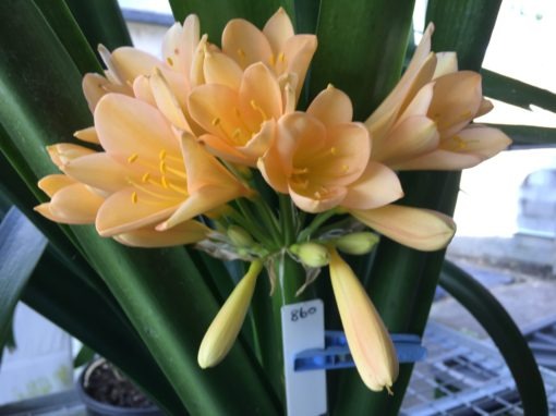 SH860 Clivia miniata with mid peach tones to sepals and throat