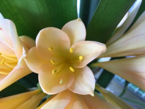 SH860 Clivia miniata with mid peach tones to sepals and throat - Image 2
