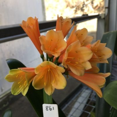 SH861 Clivia Interspecific with dark burnt orange sepals having green tips and orange/green throat