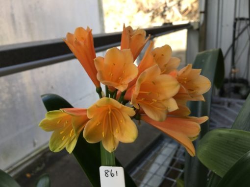 SH861 Clivia Interspecific with dark burnt orange sepals having green tips and orange/green throat
