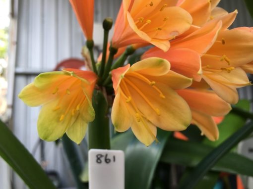 SH861 Clivia Interspecific with dark burnt orange sepals having green tips and orange/green throat - Image 2