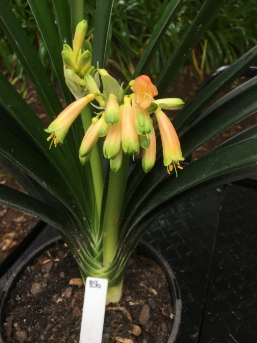 SH856 Clivia Interspecific with cream sepals fading to orange and showing light green tips - Image 3