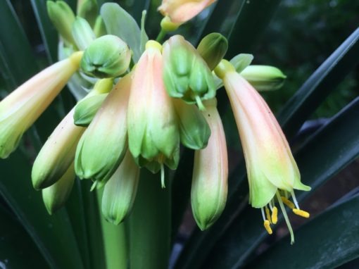 SH856 Clivia Interspecific with cream sepals fading to orange and showing light green tips - Image 4