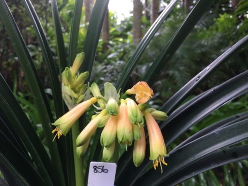 SH856 Clivia Interspecific with cream sepals fading to orange and showing light green tips - Image 5
