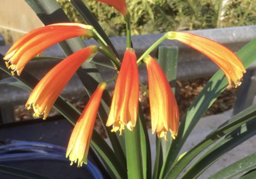 SH393 Orange interspecific with yellow tips and slight green tinge