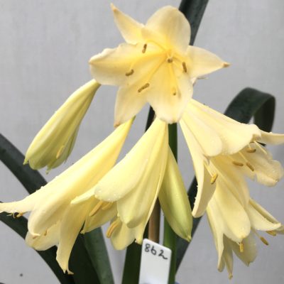 SH862 Yellow interspecific with tubular flowers and feint pale mid line to leaves