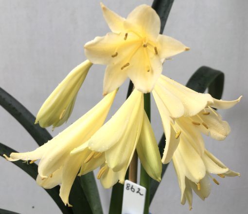 SH862 Yellow interspecific with tubular flowers and feint pale mid line to leaves