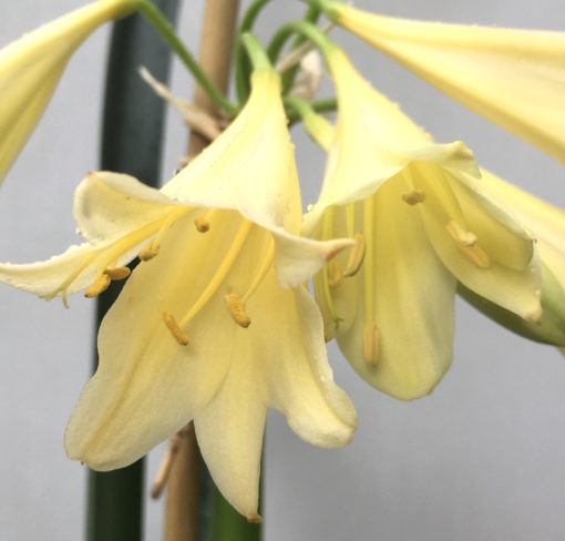 SH862 Yellow interspecific with tubular flowers and feint pale mid line to leaves - Image 2