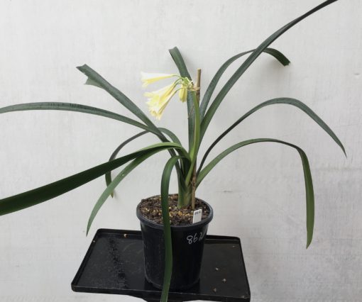 SH862 Yellow interspecific with tubular flowers and feint pale mid line to leaves - Image 3