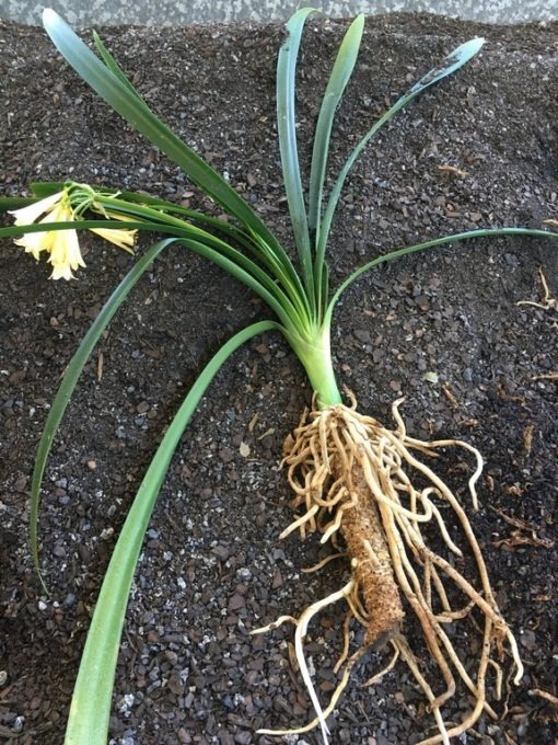 SH873 Stanmore "Annabel" stunning yellow Interspecific Clivia having long tubular flowers with yellow flared throat - Image 3