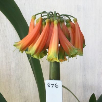 SH876 Clivia interspecific with tubular orange flowers showing pronounced green tips and throat