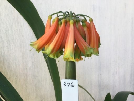 SH876 Clivia interspecific with tubular orange flowers showing pronounced green tips and throat