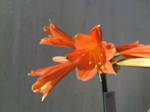 SH877 Clivia interspecific with mid orange tones and moderately flared throat - Image 2