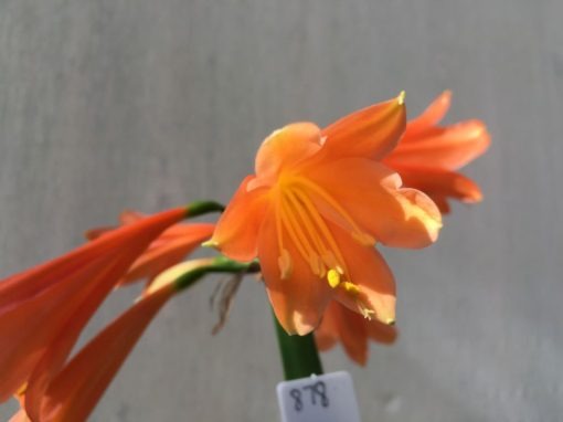 SH878 Clivia interspecific with mid orange tones with moderately flared orange throat - Image 2