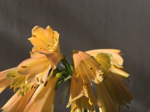 SH879 Clivia interspecific with yellow tones, some green to sepals and pink tinges - Image 2
