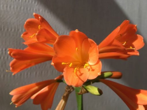 SH883 Clivia interspecific with mid to dark orange flowers and slight creamy yellow throat - Image 2