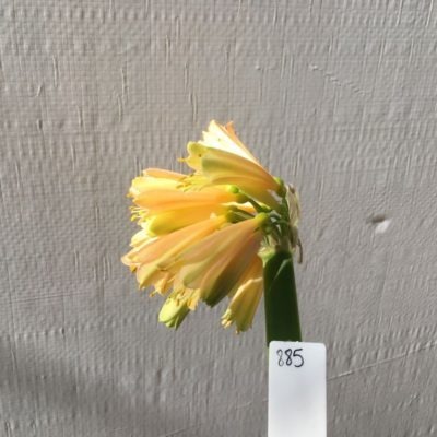 SH885 Clivia interspecific showing light yellow flowers with hint of pink and chloroplast green