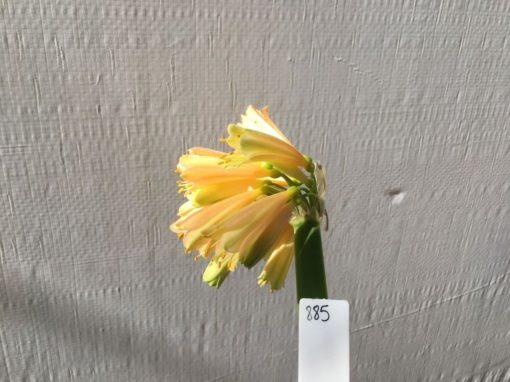 SH885 Clivia interspecific showing light yellow flowers with hint of pink and chloroplast green