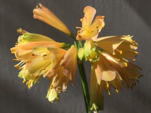 SH885 Clivia interspecific showing light yellow flowers with hint of pink and chloroplast green - Image 2