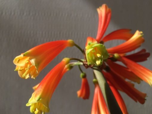 SH888 Clivia interspecific with very dark orange/red tubular flowers showing pronounced green tips and throat - Image 2