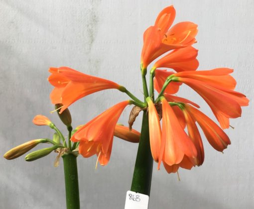 SH863 Mid to dark orange Clivia interspecific with this year's flowering (2021) showing a double umbel