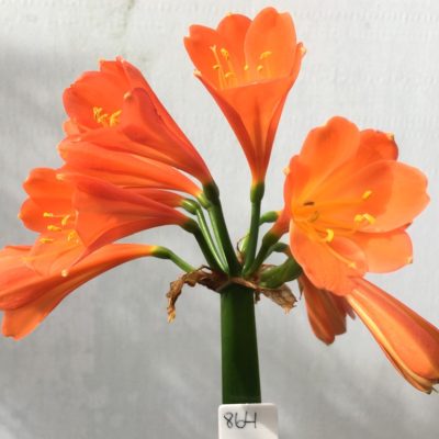 SH864 Mid dark orange interspecific
