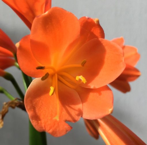 SH864 Mid dark orange interspecific - Image 2