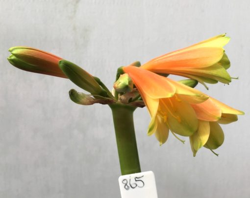 SH865 Clivia interspecific with light burnt orange sepals and creamy green throat - Image 2