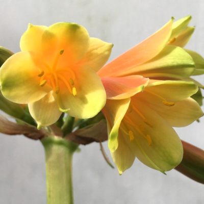 SH865 Clivia interspecific with light burnt orange sepals and creamy green throat