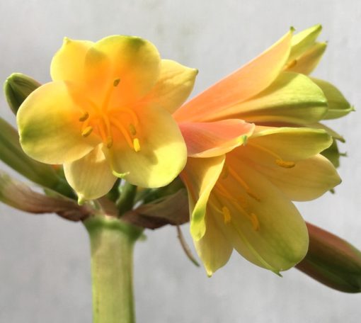 SH865 Clivia interspecific with light burnt orange sepals and creamy green throat