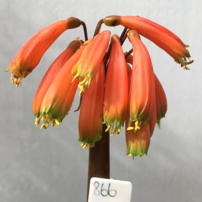 SH866 Pendulous Clivia with dark orange sepals ending in dark green tips and showing protruding anthers