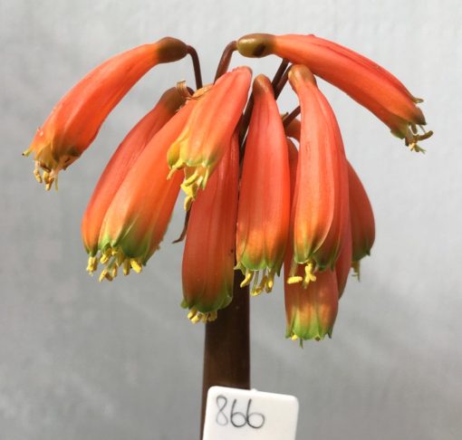 SH866 Pendulous Clivia with dark orange sepals ending in dark green tips and showing protruding anthers