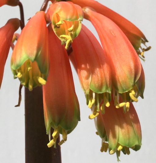 SH866 Pendulous Clivia with dark orange sepals ending in dark green tips and showing protruding anthers - Image 2