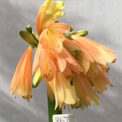 SH867 Clivia interspecific with peachy pink sepals and cream throat (Sold)