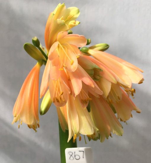 SH867 Clivia interspecific with peachy pink sepals and cream throat (Sold)