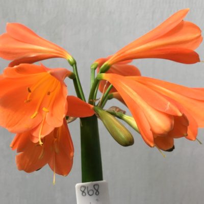 SH868 Orange Interspecific Clivia with wide flared orange throat