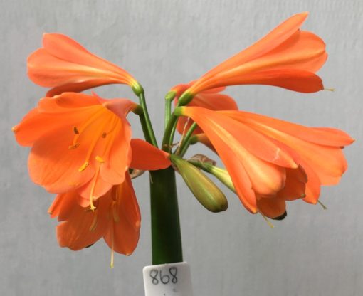 SH868 Orange Interspecific Clivia with wide flared orange throat
