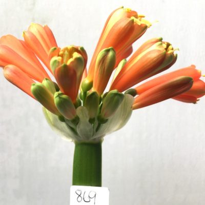 SH869 Mid to dark Orange Interspecific Clivia with cream and throat, Sepal tips fading green