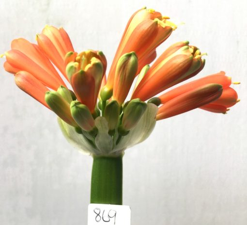 SH869 Mid to dark Orange Interspecific Clivia with cream and throat, Sepal tips fading green