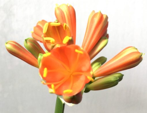 SH869 Mid to dark Orange Interspecific Clivia with cream and throat, Sepal tips fading green - Image 2